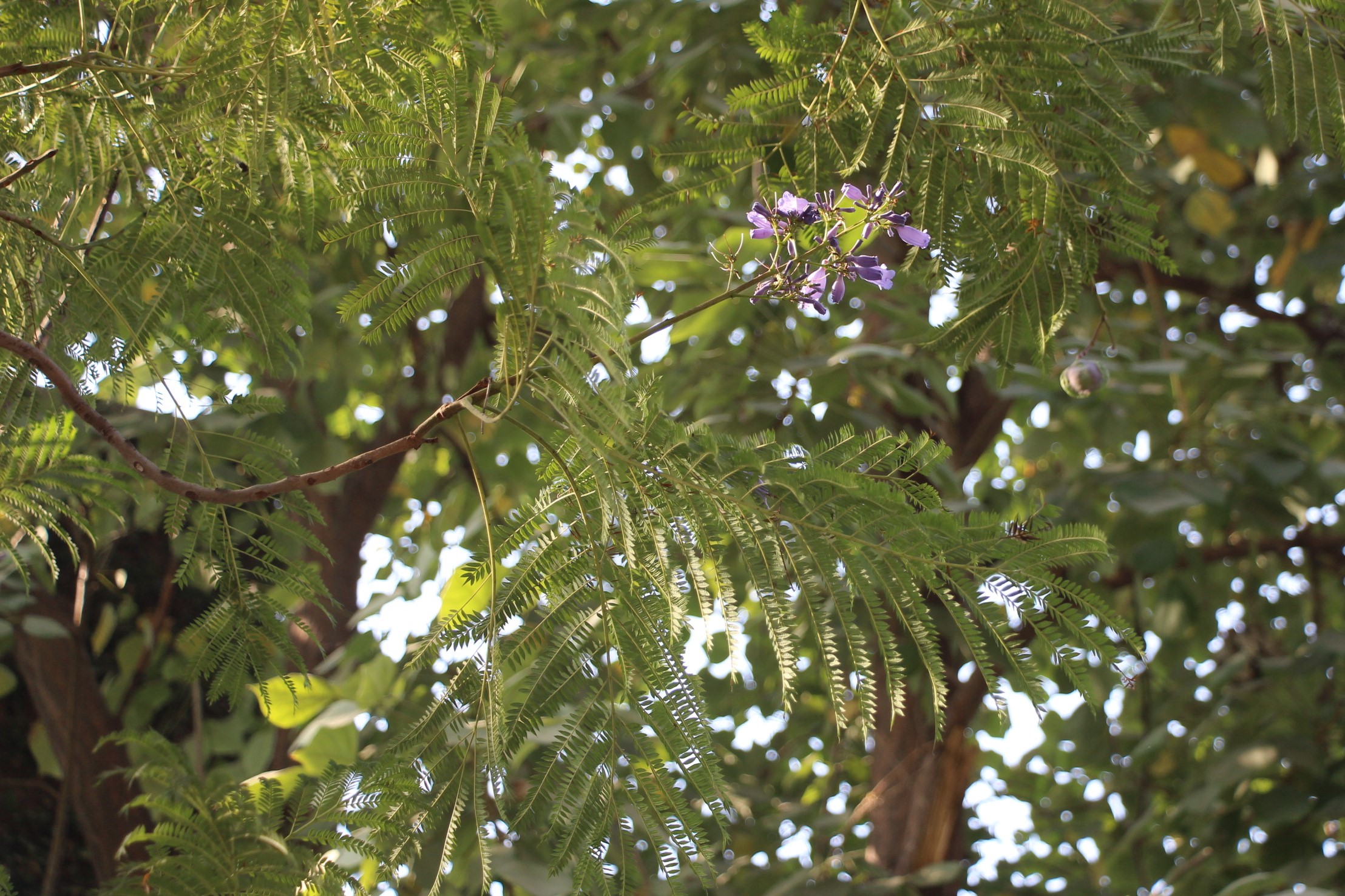 Jacaranda Tree Leaves