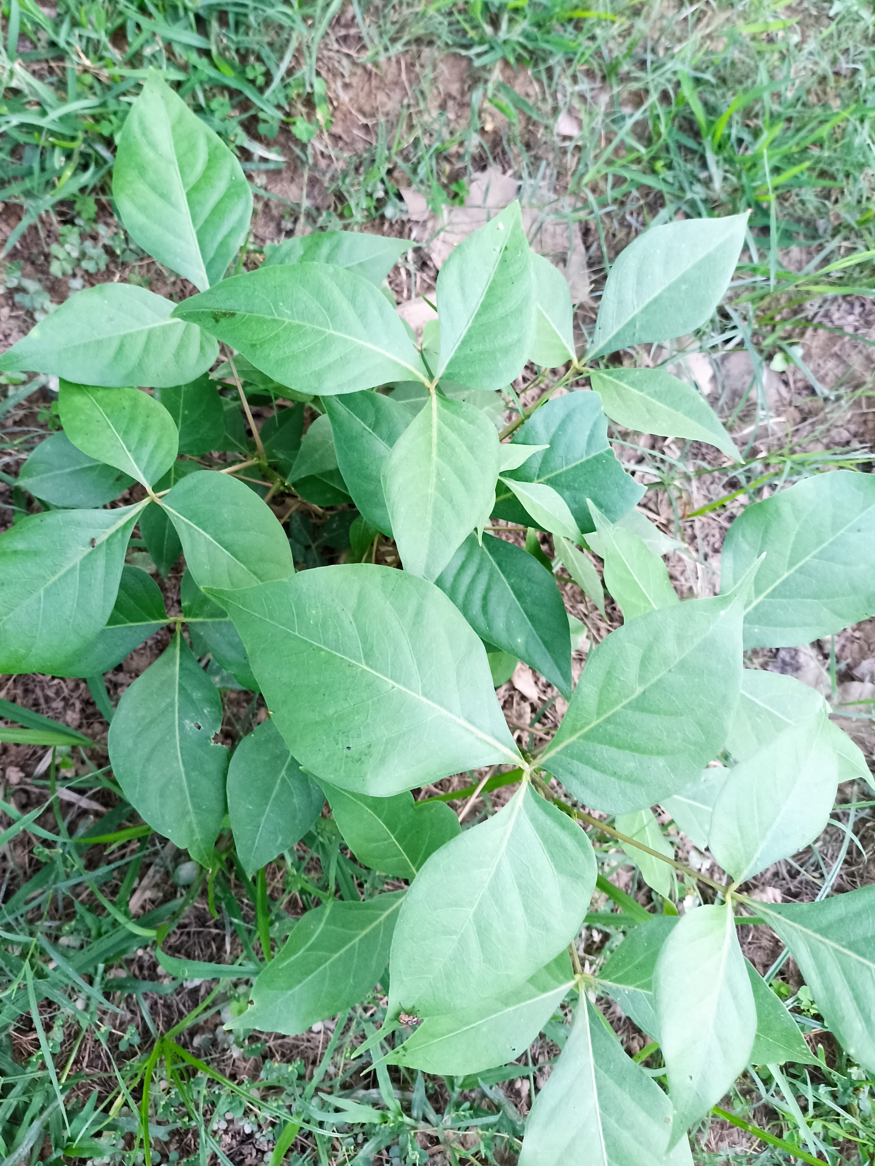 Common Jasmine | Biodiversity at LUMS
