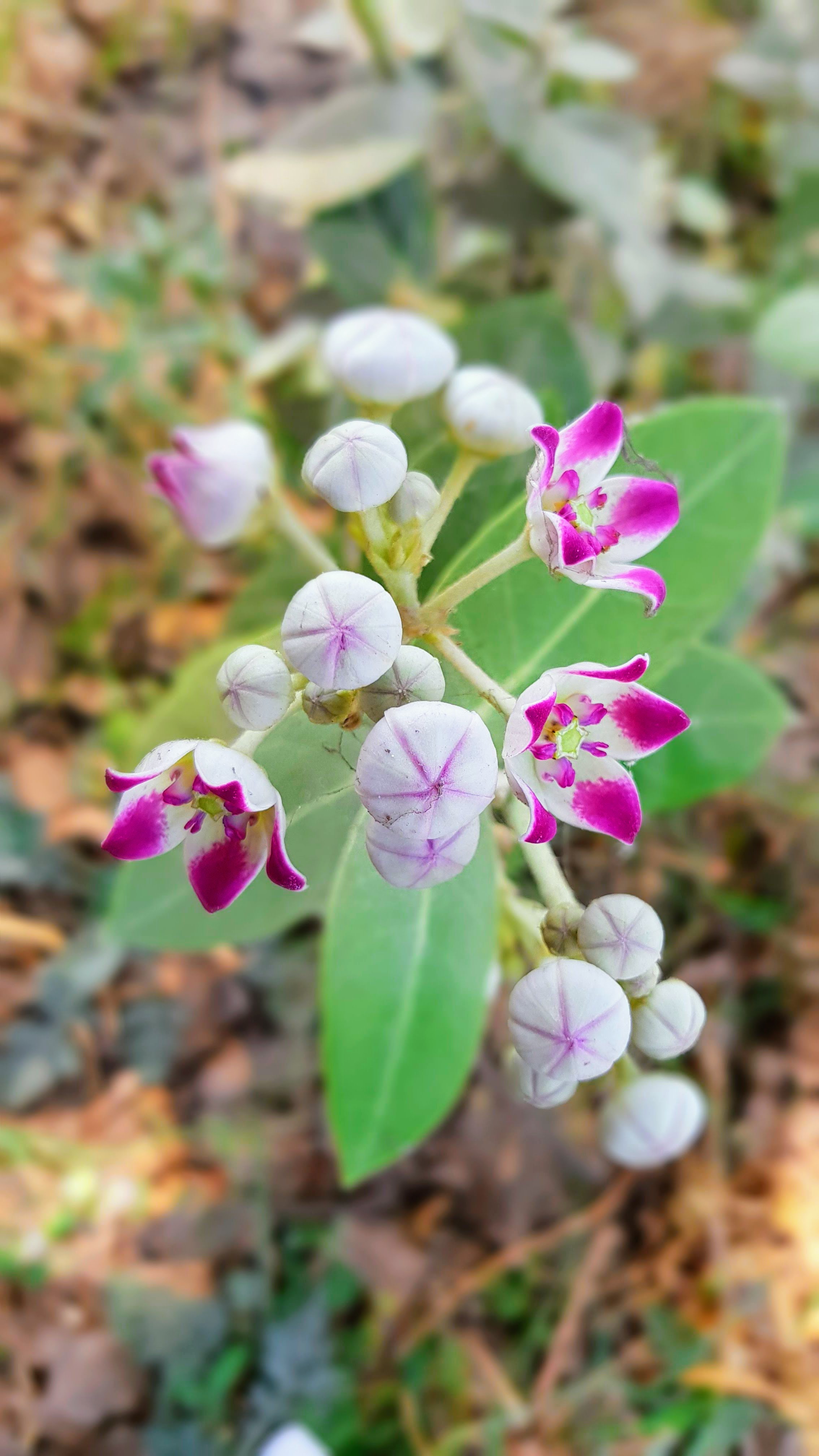 Salvadora Oleoides Biodiversity At LUMS